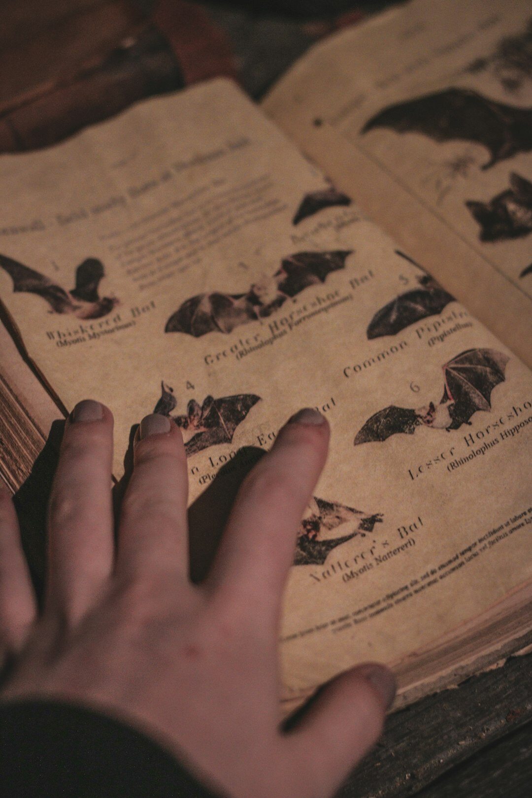person holding mystery book